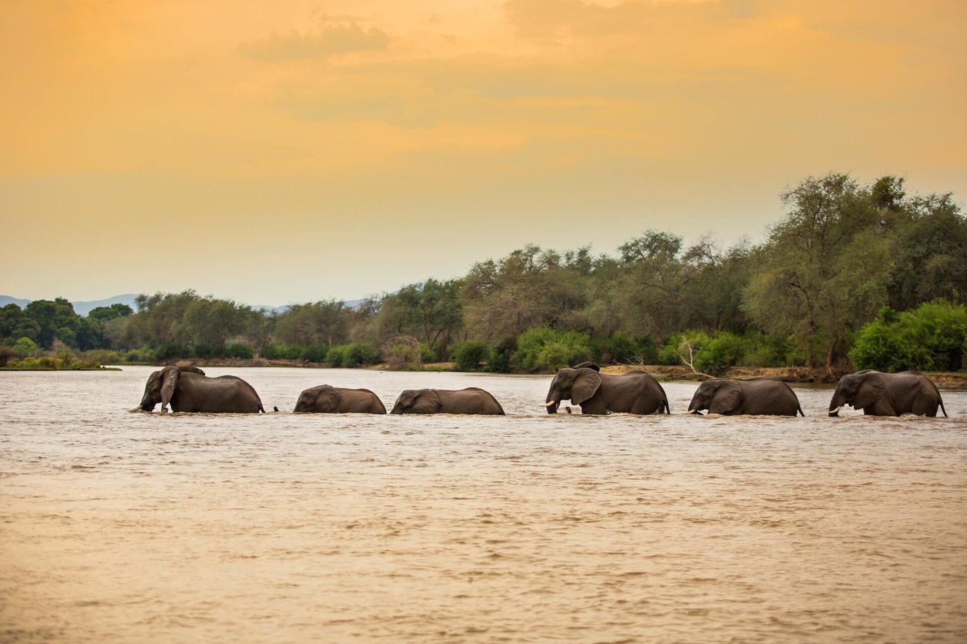 Elefanten in einer Reihe waten über den Zambezi River bei Sonnenuntergang in der Nähe von Amanzi.