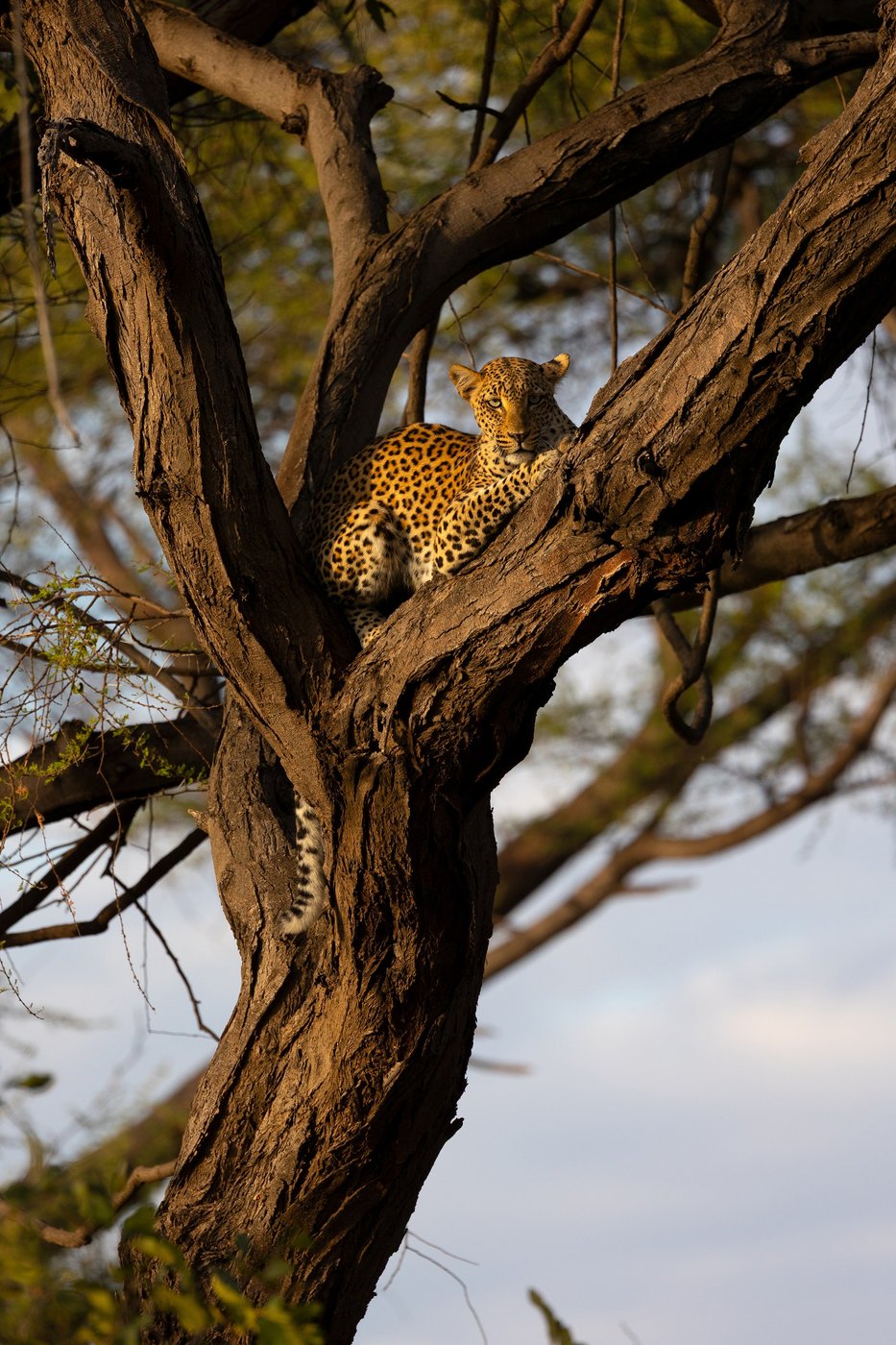 Ein Leopard ruht in der Astgabel eines Baumes im Wald in der Nähe von Amanzi.