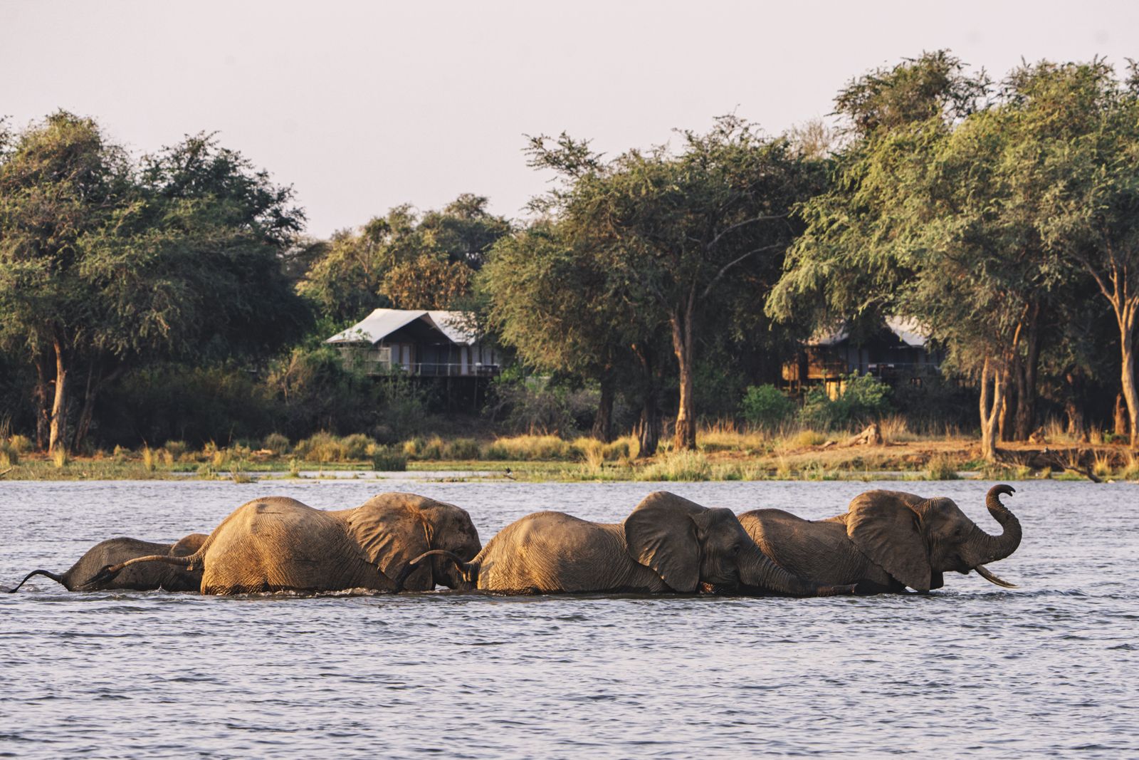 Un troupeau d'éléphants traversant le Zambezi devant le camp
