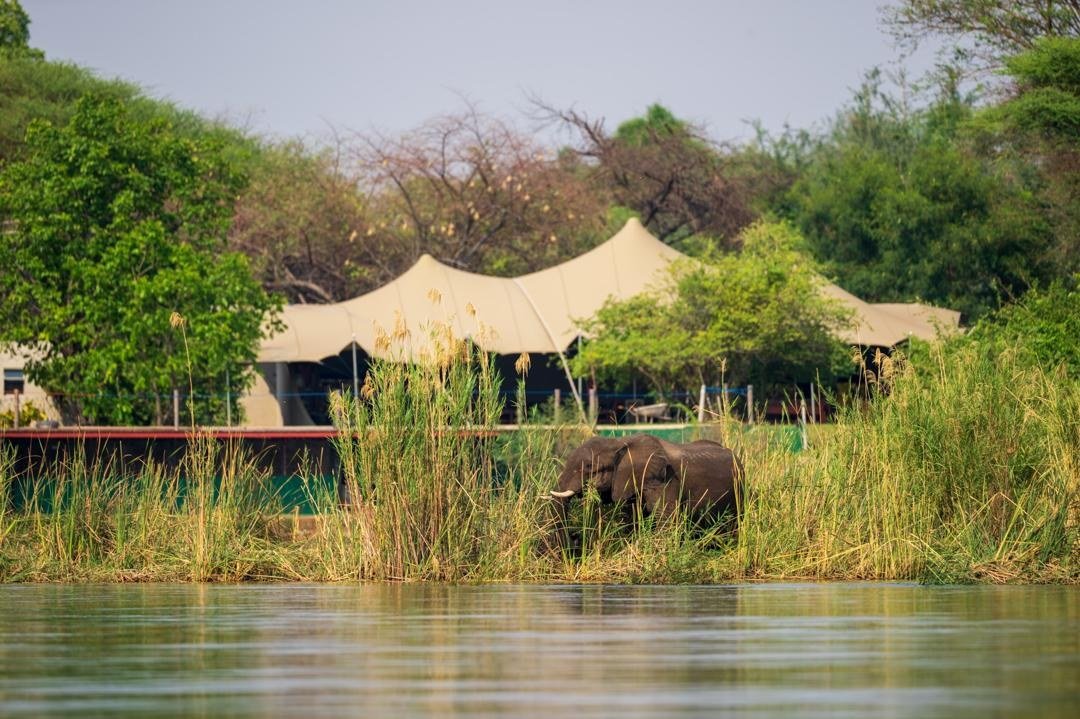Ein Elefant trinkt zwischen Schilfrohr vor den Zeltdächern der Breezes River Lodge in Lower Zambezi