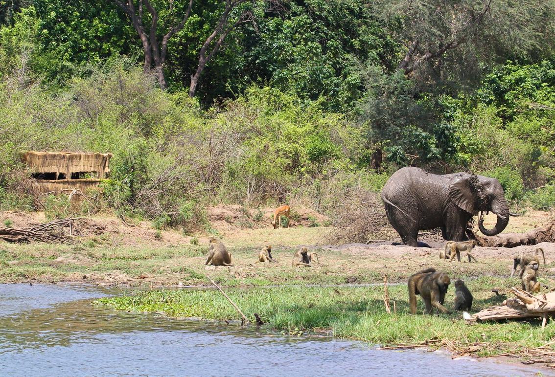 Elefant, Paviane und eine Impala am Wasserloch von Chiawa Camps Wildbeobachtungsstand aus gesehen.