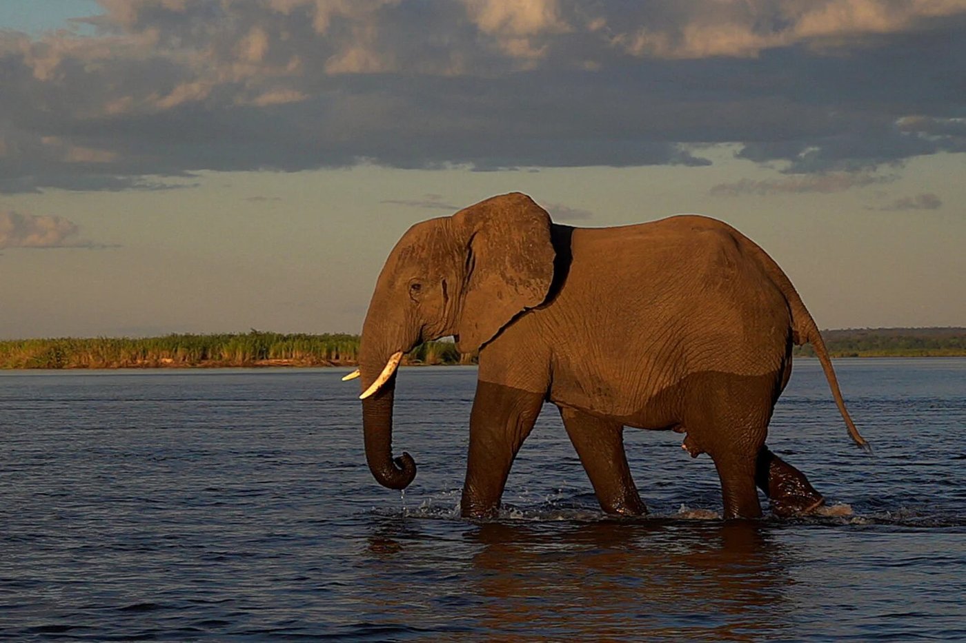 Ein Elefant watet durch flaches Wasser nahe dem Flussufer in Kanyemba Lodge