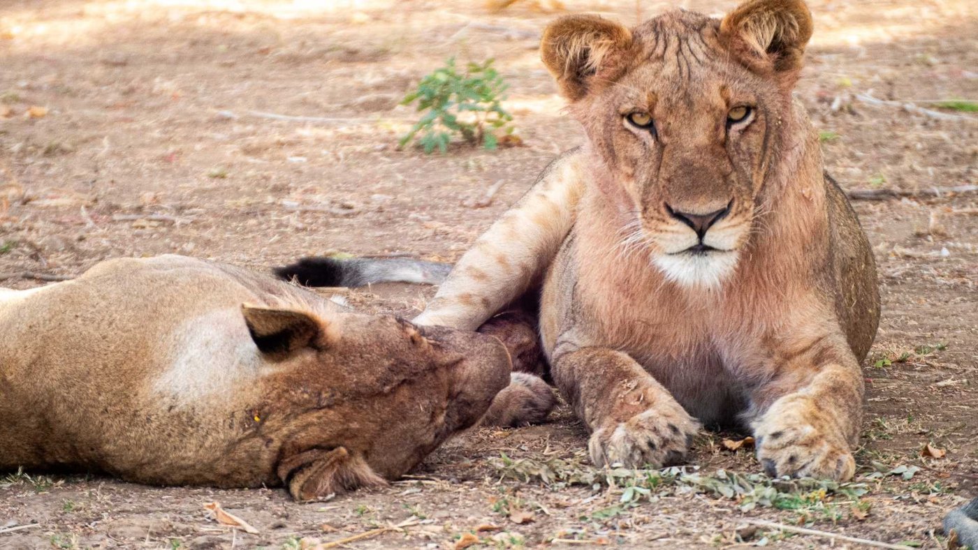 Eine Löwin schnüffelt an ihrem Jungen im Gras in der Nähe von Kiambi Safari Lodge.