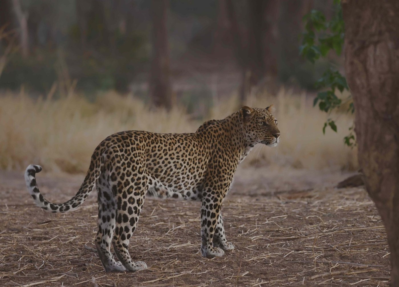 Ein Leopard steht aufmerksam im trockenen Gras im Wald in der Nähe von Lolebezi.