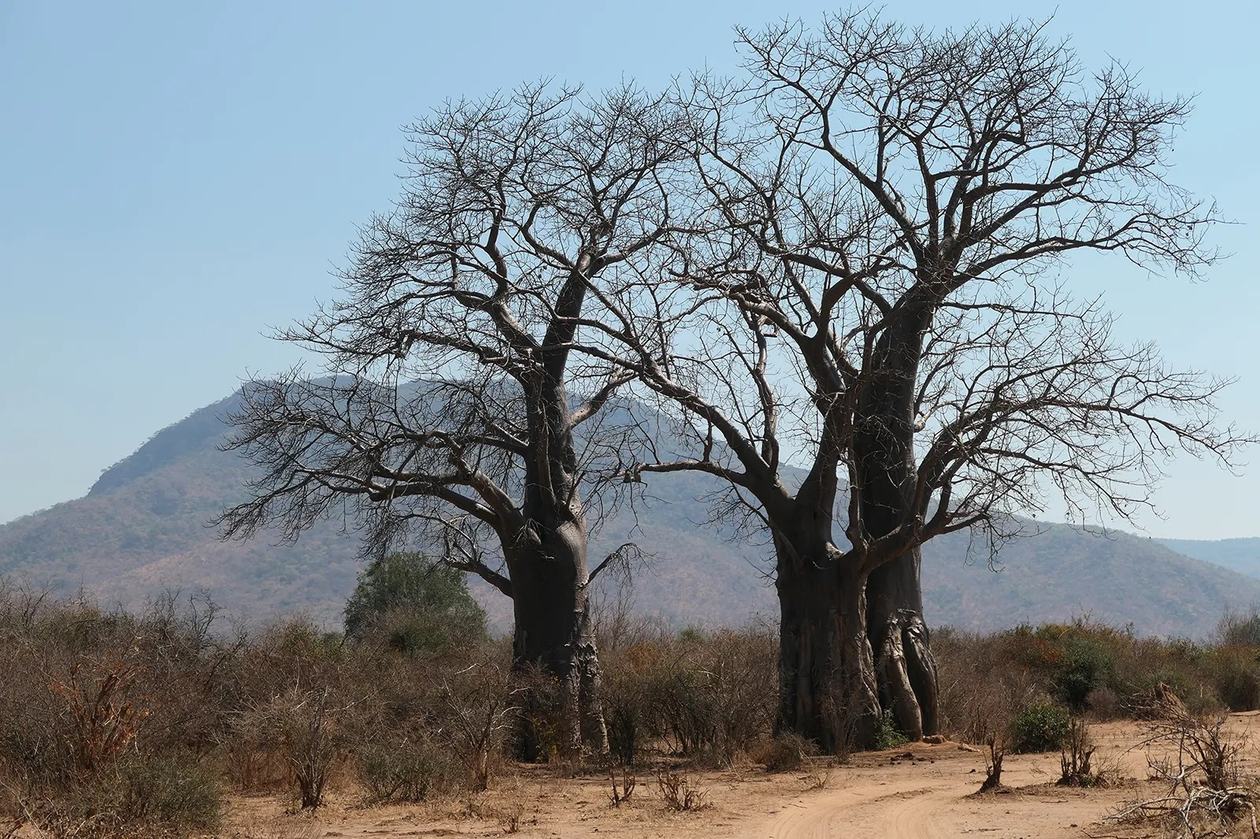 Twee baobabbomen rijzen op tegen een bergachtergrond in de buurt van Muchichili Safari House.