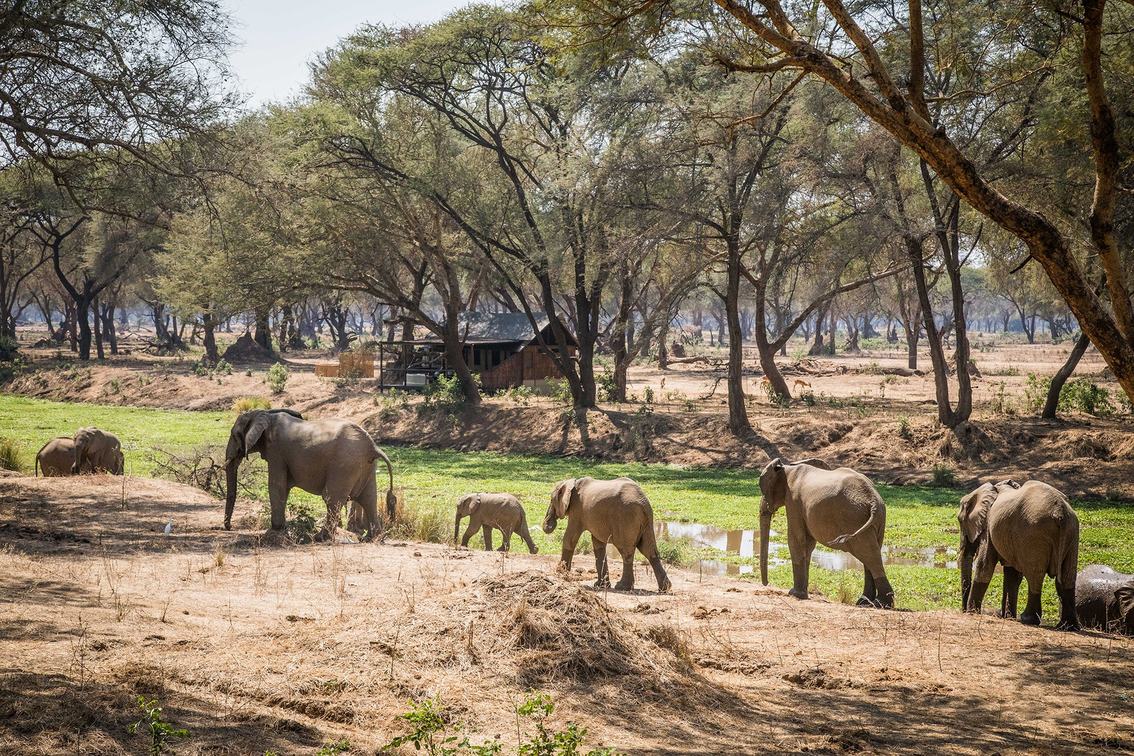 Une famille d'éléphants marche devant le chalet à façade ouverte d'Old Mondoro parmi les arbres winterthorn dans Lower Zambezi.
