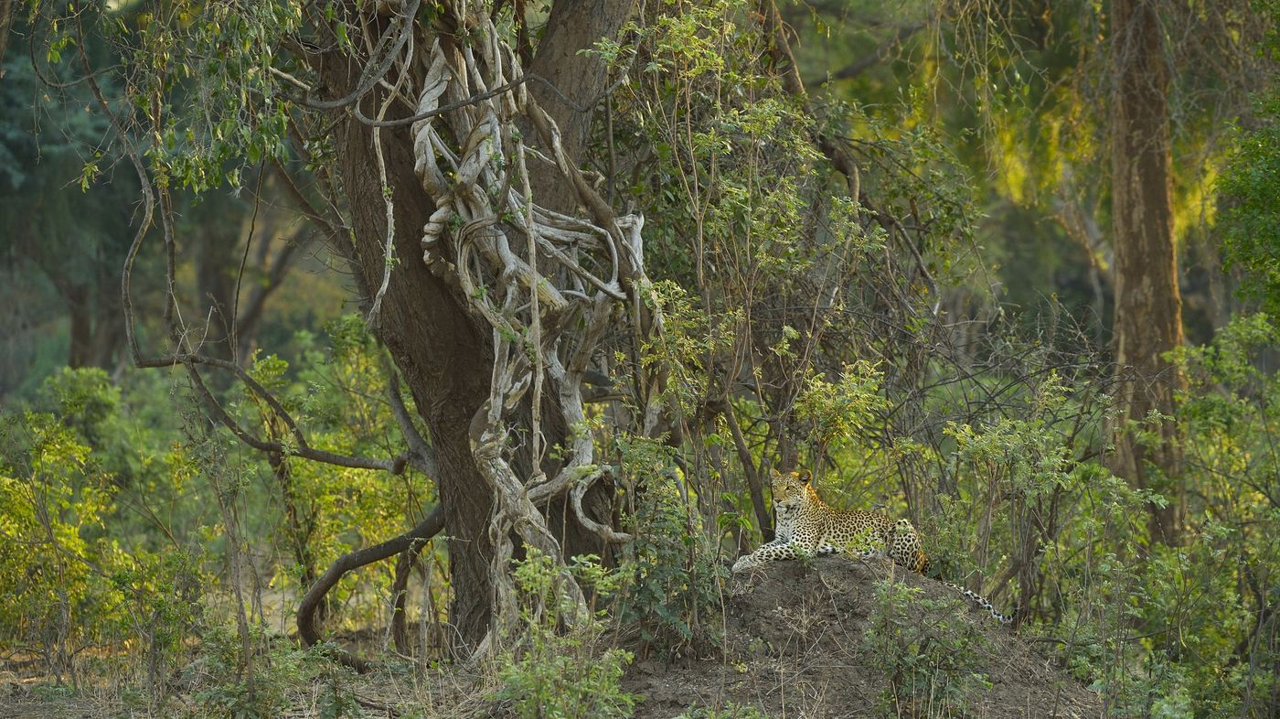 Un léopard se repose camouflé contre les racines tordues d'arbres dans la forêt près d'Old Mondoro.