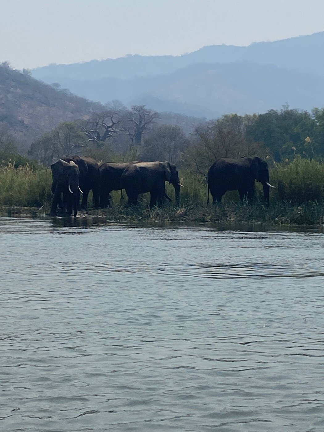 Les éléphants traversent le fleuve peu profond au crépuscule près de Redcliff Zambezi Lodge.