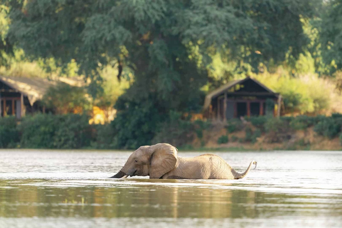 Un éléphant traverse le Zambèze devant les bungalows du camp Time and Tide Chongwe à Lower Zambezi.