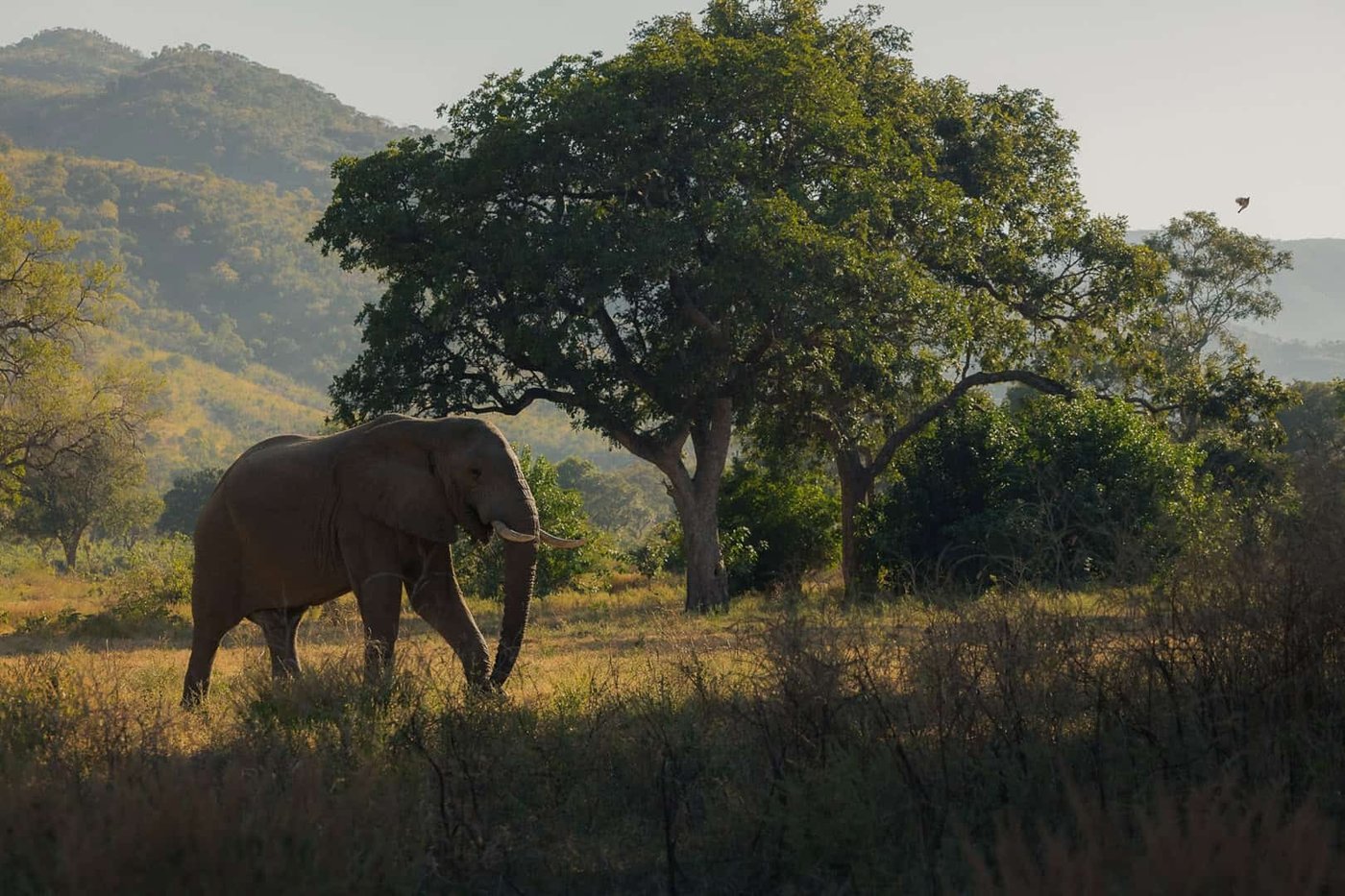 Ein Elefant spaziert unter Bäumen, mit Hügeln dahinter in der Nähe von Time and Tide Chongwe Suites.