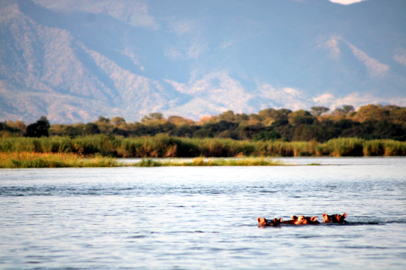 Drie nijlpaarden steken hun kop op in de rivier onder de escarpment in de buurt van Wildtracks Lodge.