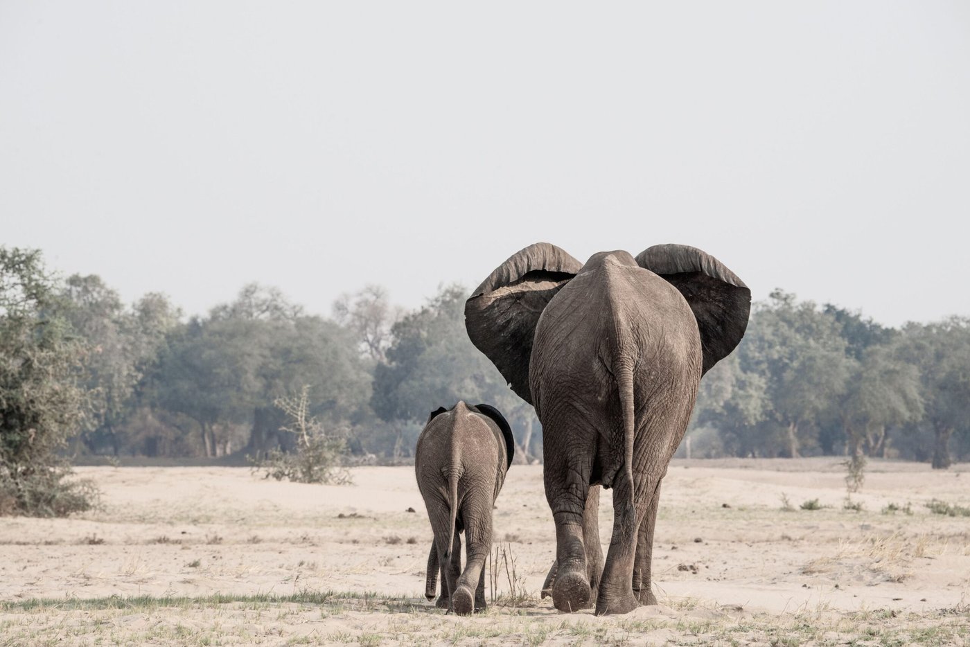 Ein Elefant und sein Kalb gehen über trockenes Grasland nahe Zambezi Grande davon.
